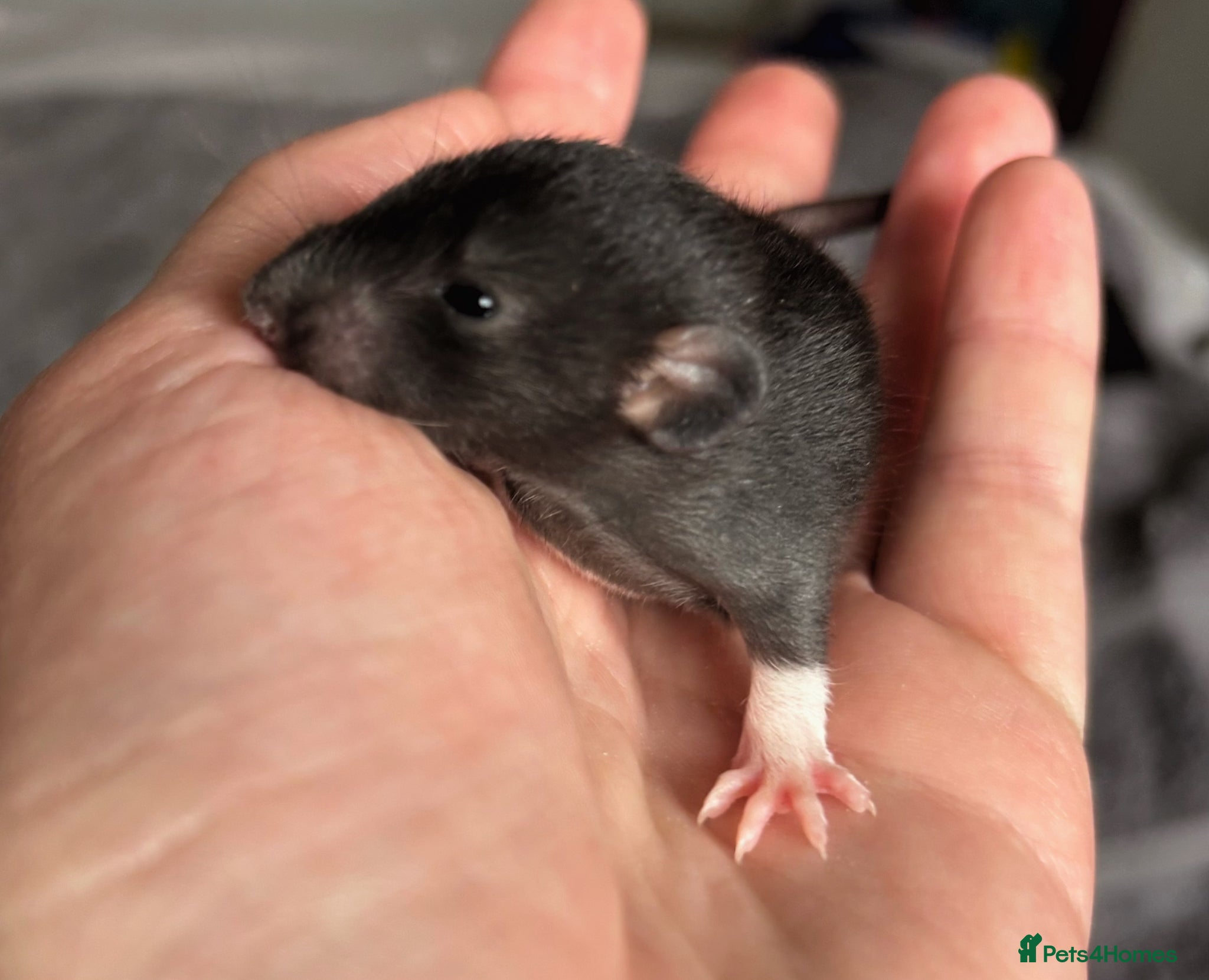 Rat rodents Beautiful siamese baby rats - Advert 2