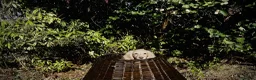 Miniature Dachshund dogs for sale: 1 only Blonde cream miniature dachshund - Advert 5