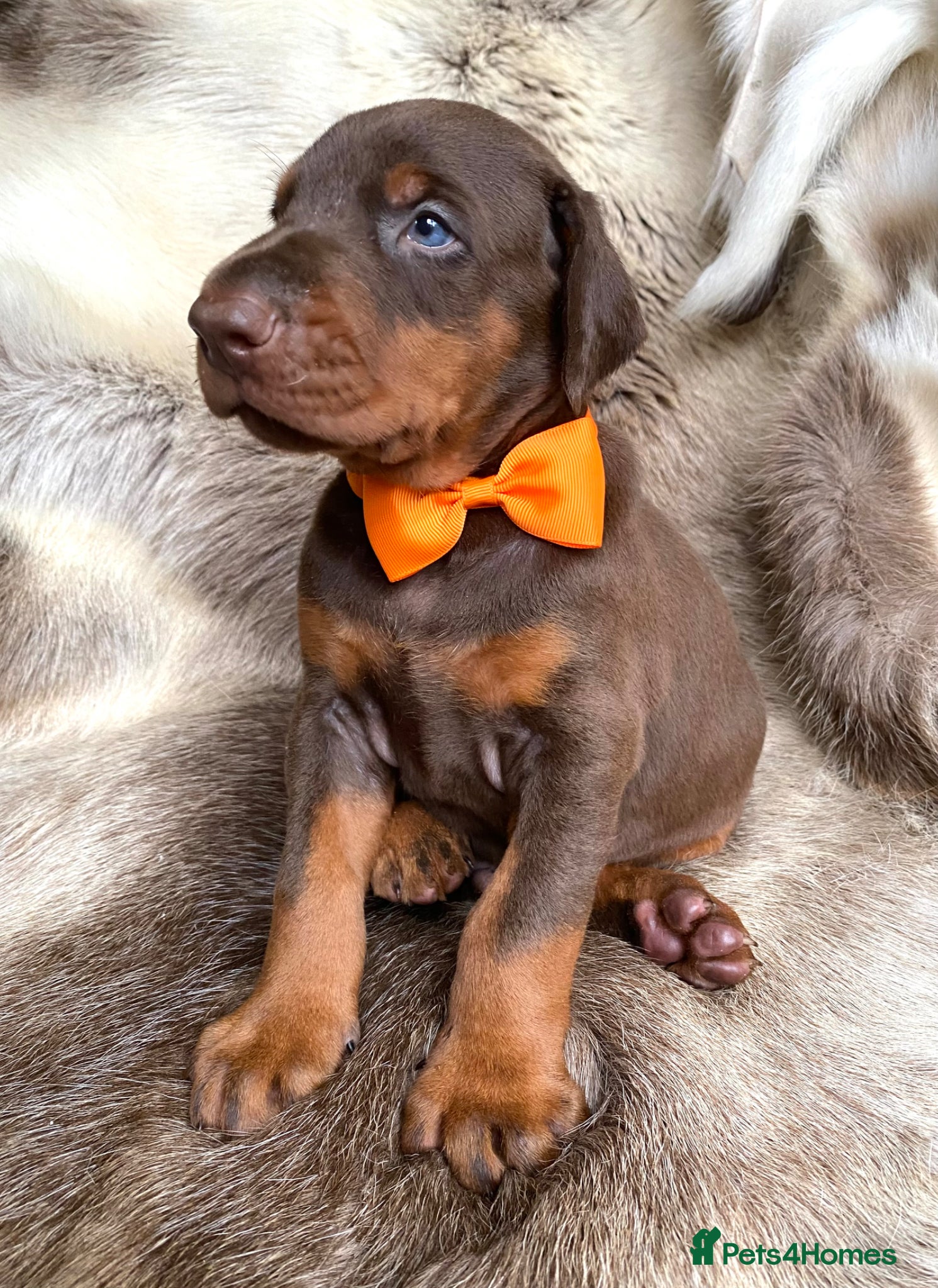 Dobermann dogs for sale: *KC REGISTERED* HEALTH TESTED DOBERMAN PUPPIES - Advert 28