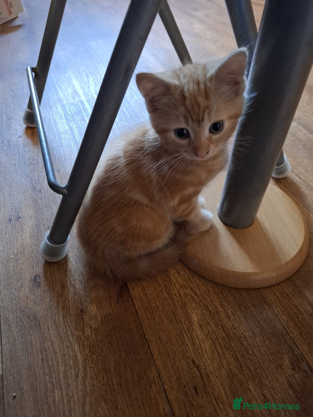 Mixed Breed cats for sale: 2 beautiful kittens - Image 4