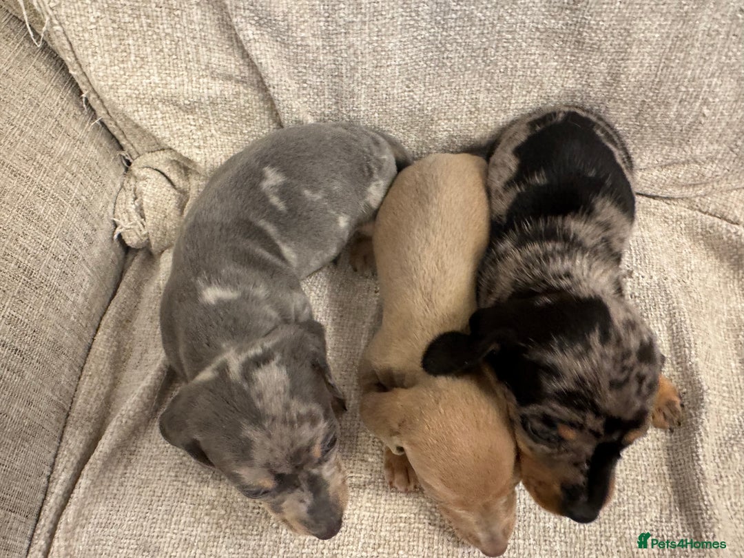Miniature Dachshund dogs for sale: Miniature Dachshund puppies - Advert 6