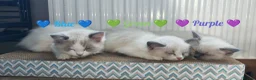 Ragdoll cats for sale: 6 beautiful pure ragdoll kittens - Advert 8