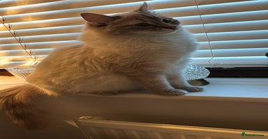 Ragdoll cats - Advert 4