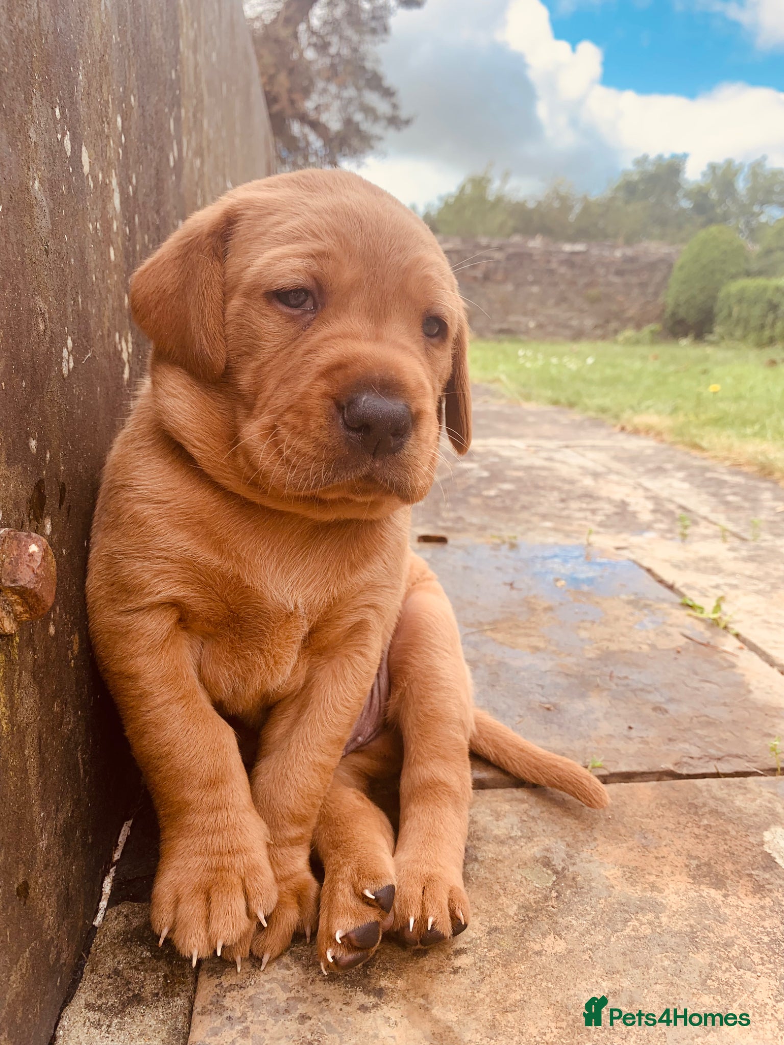 Labrador Retriever dogs for sale: KC reg health-tested Fox Red lab pups home raised - Advert 6