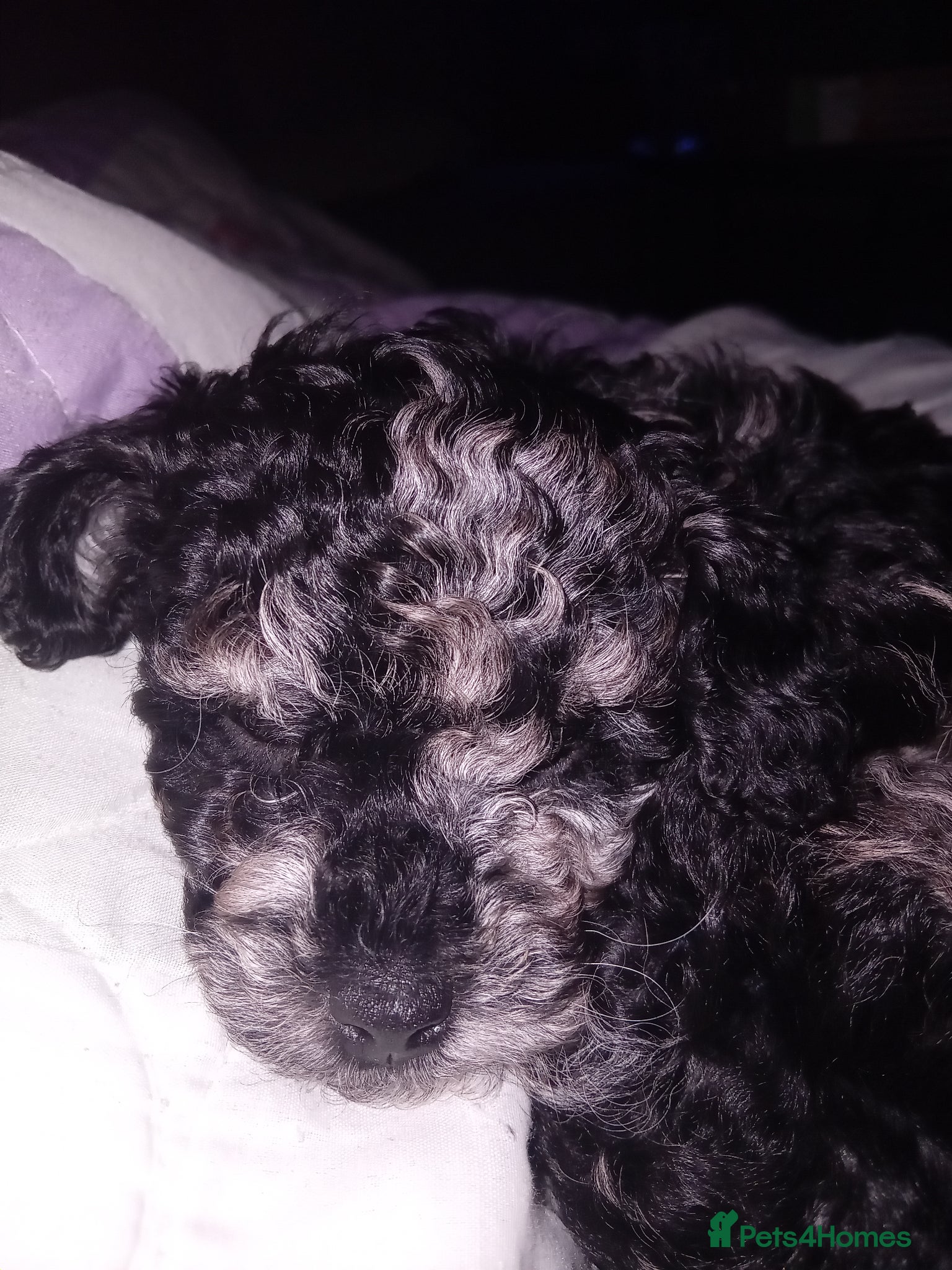 Mixed Breed dogs Tilly, black and silver - Advert 3