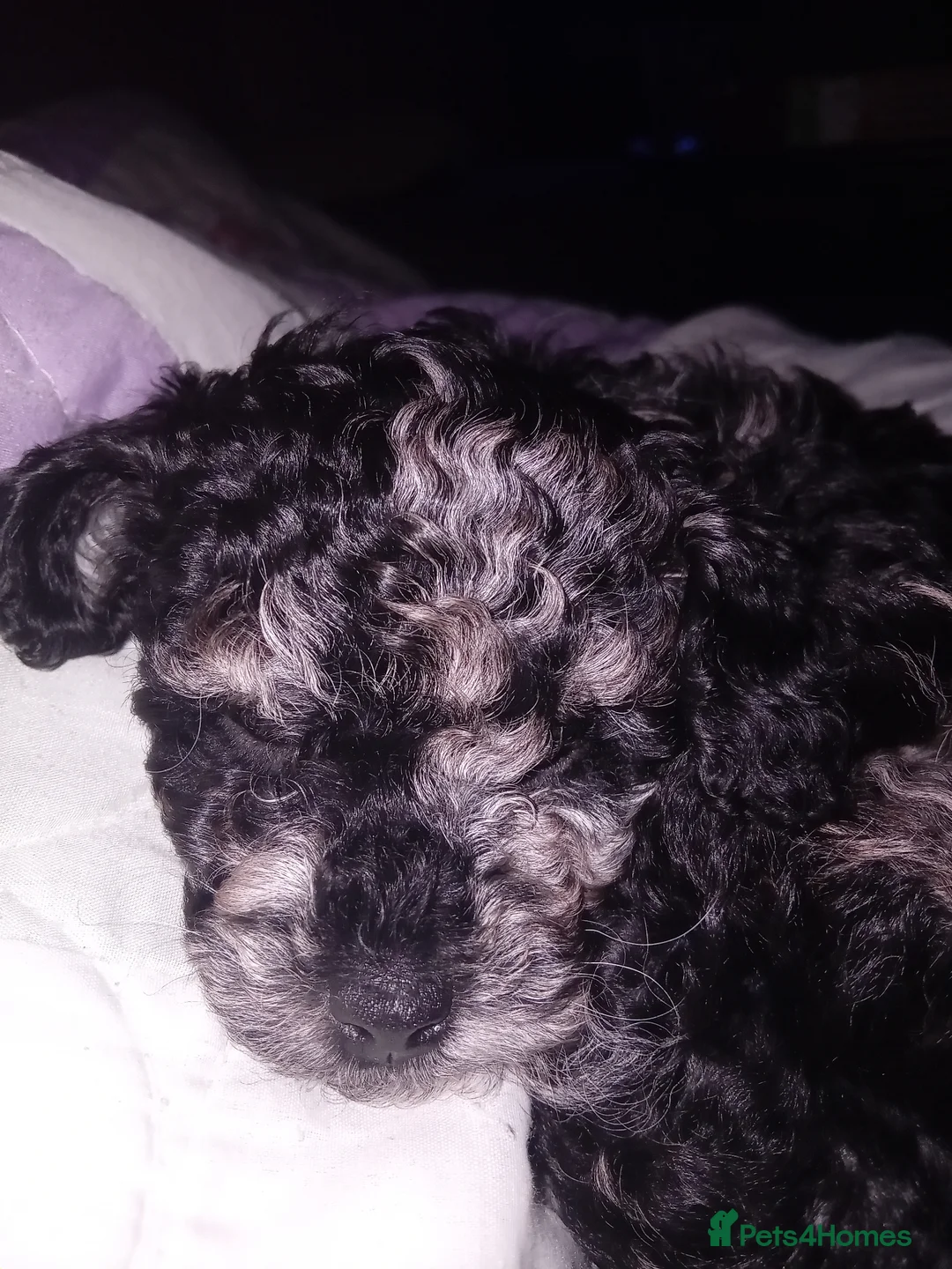 Mixed Breed dogs for sale: Tilly, black and silver - Advert 1