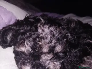 Mixed Breed dogs Tilly, black and silver - Advert 3