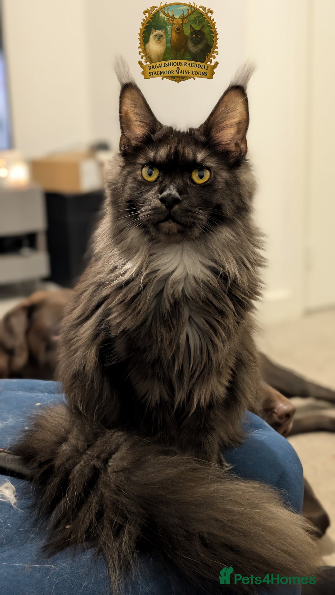Maine Coon cats for sale: Exceptional kittens due Championship European line - Advert 4