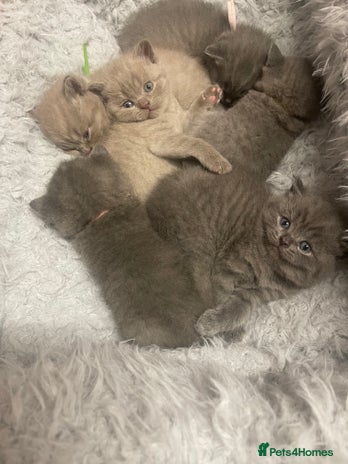 British Shorthair cats - Advert 6