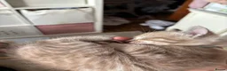 Mixed Breed cats for sale: Bengal cross ragdoll kittens - Advert 14