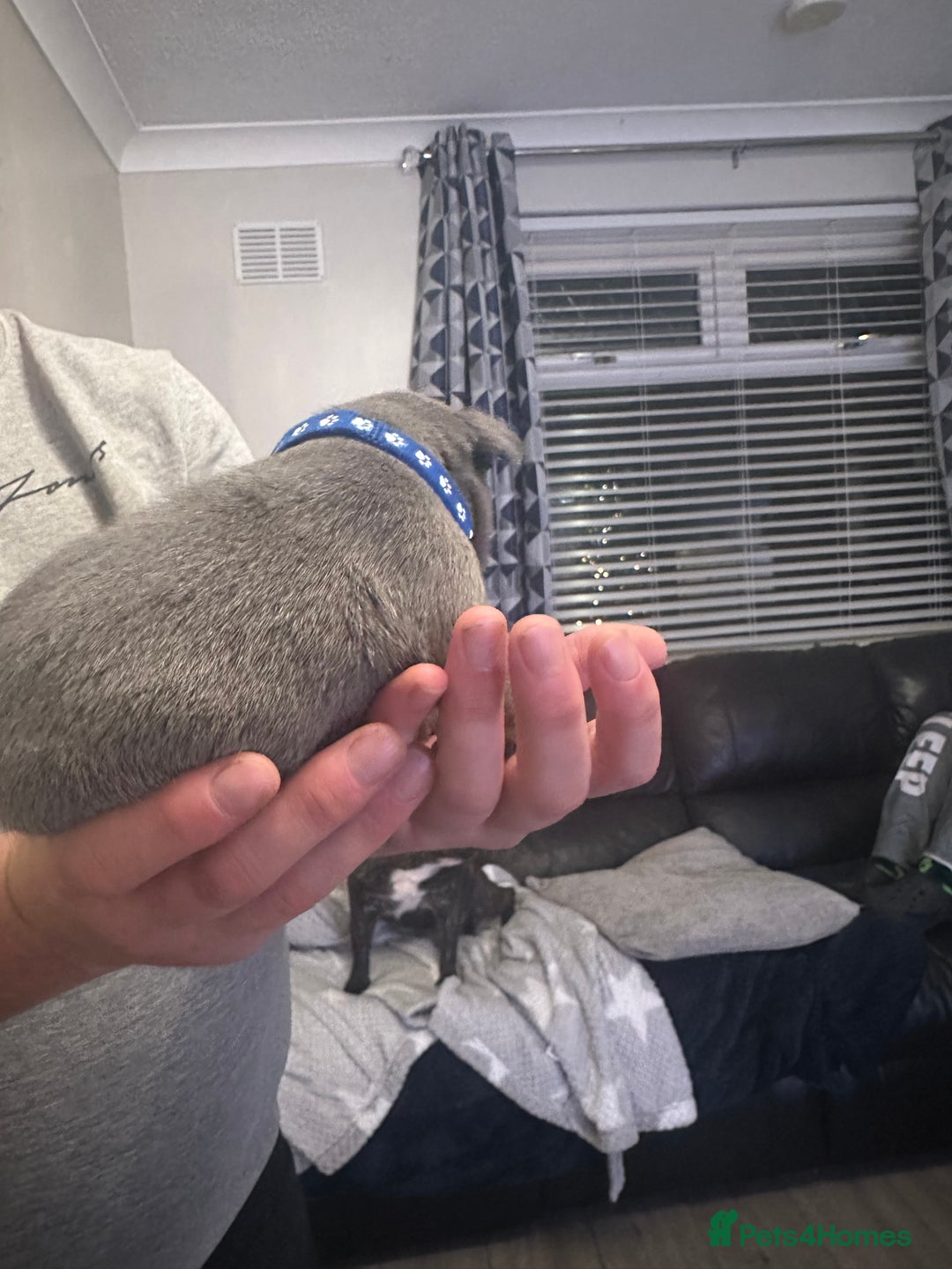 French Bulldog dogs for sale: 5 Beautiful French Bulldog Puppies - Advert 12