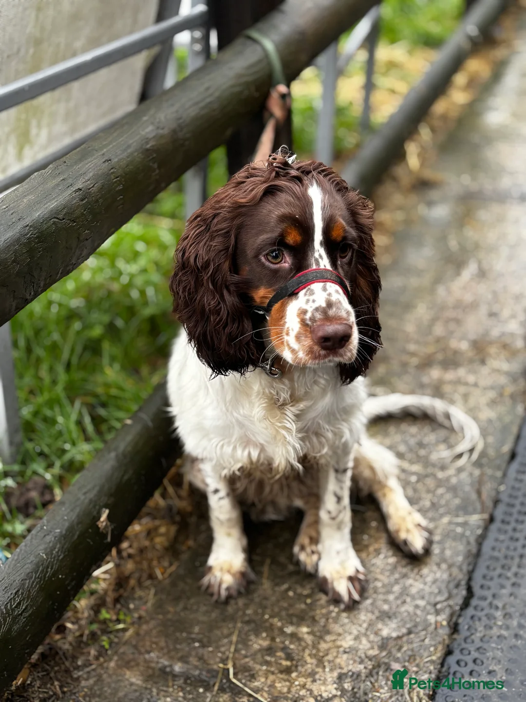 Cocker Spaniel dogs for sale: 8 month old Trained Spaniel  - Advert 8