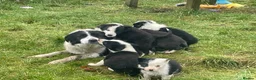 Border Collie dogs for sale: Beautiful litter of collie pups - Advert 3