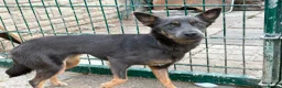 Mixed Breed dogs for adoption: Sheena - Stowmarket Suffolk  in Stowmarket - Advert 4