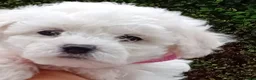 Bichon Frise dogs for sale: Bichon Frise (3 girls left ) - Advert 10
