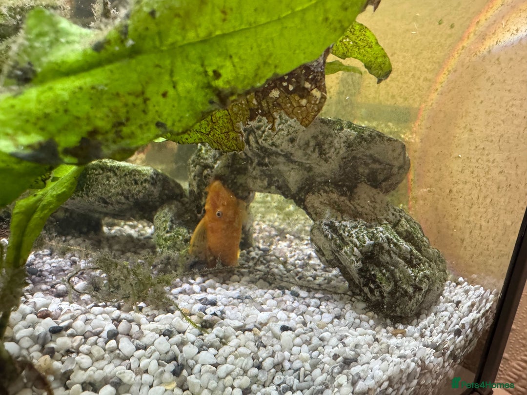 Other/Mixed Breed fish for sale: Tropical Fish Setup + 7 Fish - Image 6