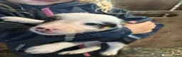 Border Collie dogs for sale: 11 beautiful collie puppies - ready for new homes - Advert 4