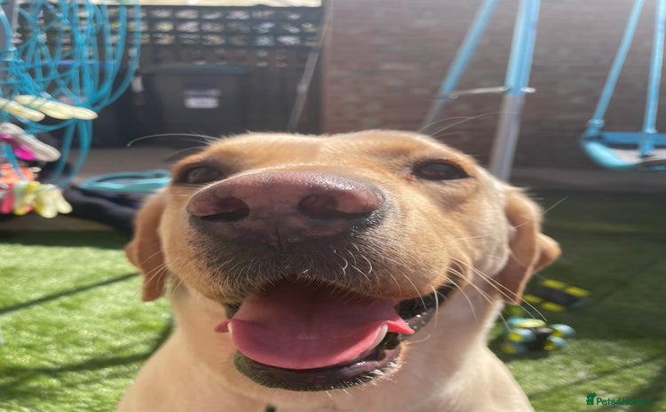 Labrador Retriever dogs - Advert 12