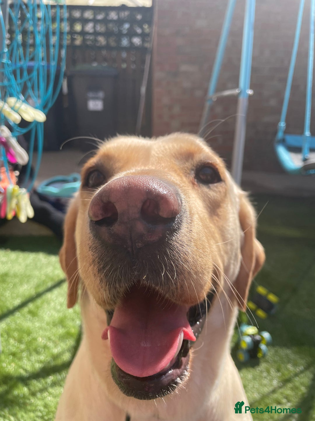 Labrador Retriever dogs for sale: Dennis 5 year old KC Labrador  - Image 1