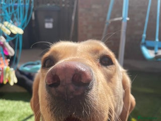 Labrador Retriever dogs - Advert 19