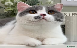 British Shorthair cats for sale:  Quality British kittens - Image 13
