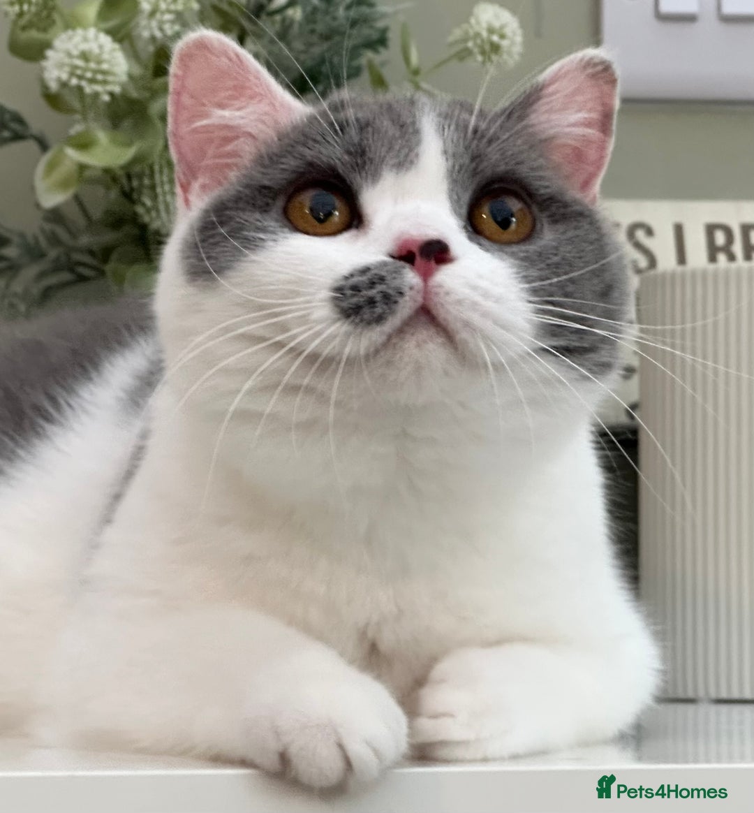 British Shorthair cats for sale:  Quality British kittens - Image 13