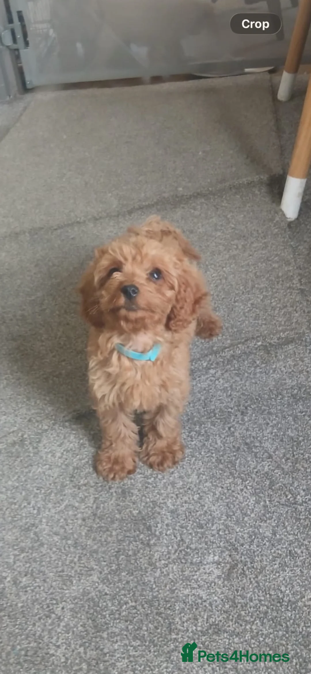 Cockapoo dogs for sale: Our Beautiful Cockapoo Puppys ❤️ - Advert 2