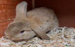 Mini Lop rabbits for sale: Gorgeous mini lops ready now! - Advert 11