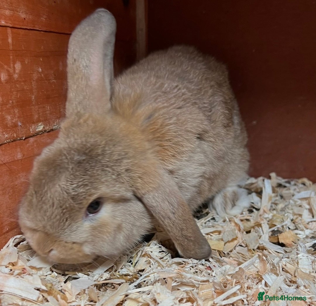 Mini Lop rabbits for sale: Gorgeous mini lops ready now! - Advert 11