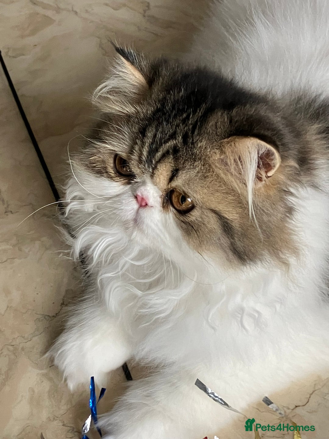 Persian cats for sale: Pedigree Persian kitten for sale - Image 2