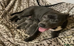 Staffordshire Bull Terrier dogs for sale: Perfect Pure Staffordshire Bull Terrier Puppies - Image 18