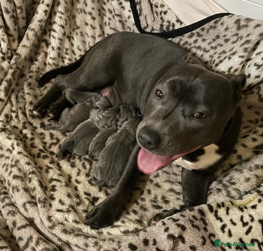 Staffordshire Bull Terrier dogs for sale: Perfect Pure Staffordshire Bull Terrier Puppies - Image 18