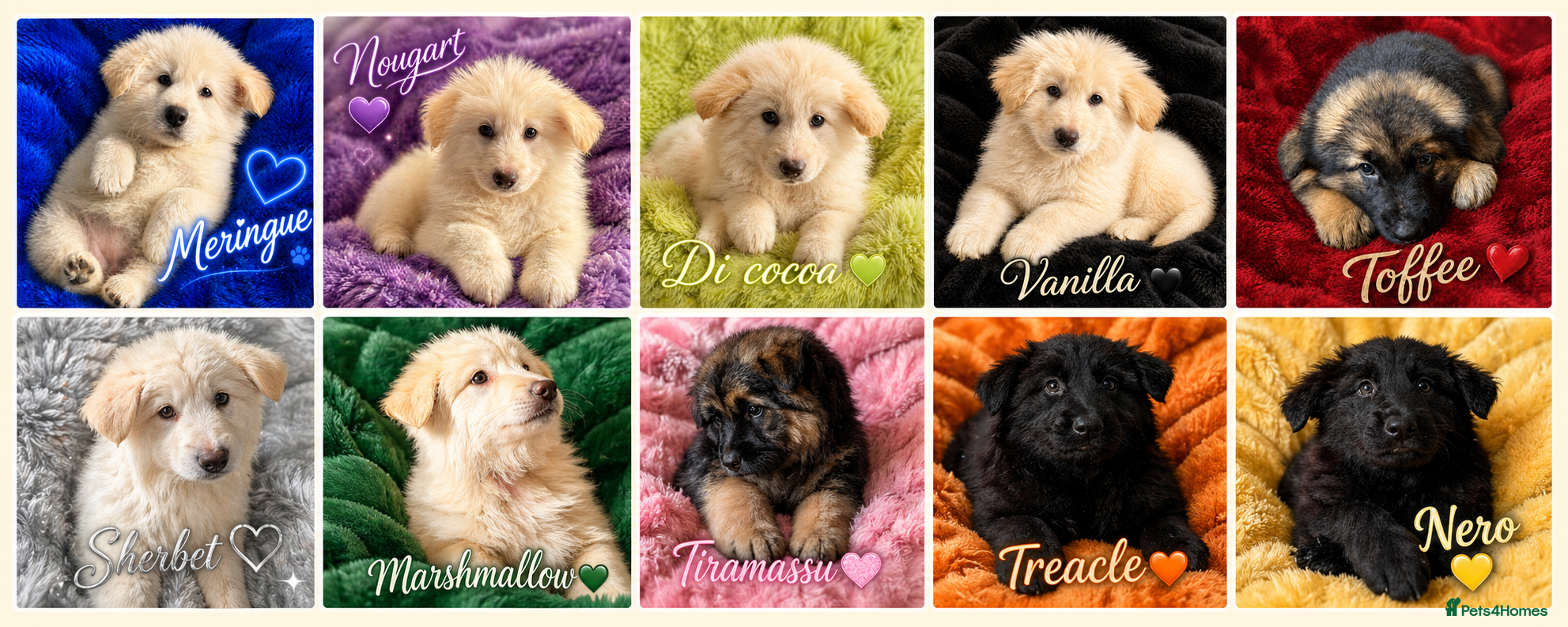 German Shepherd dogs German Shepherd Puppies - Advert 1