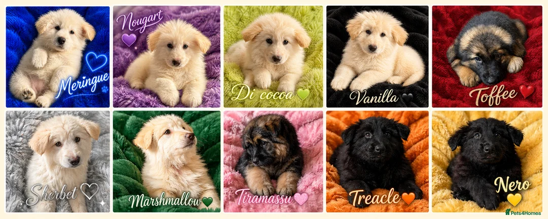 German Shepherd dogs for sale: German Shepherd Puppies - Advert 1