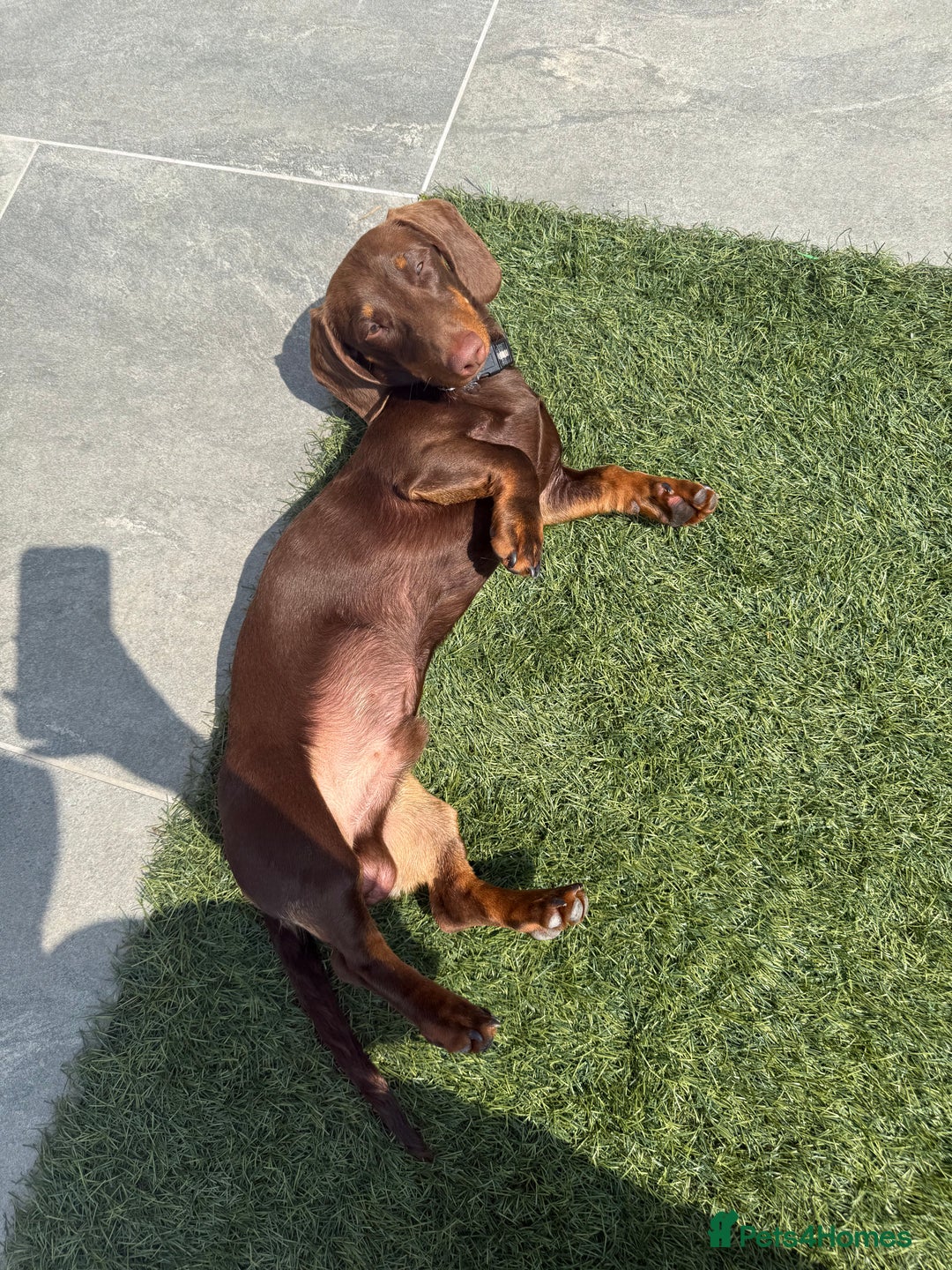 Miniature Dachshund dogs for sale: Male minature Dutchhound - Image 5