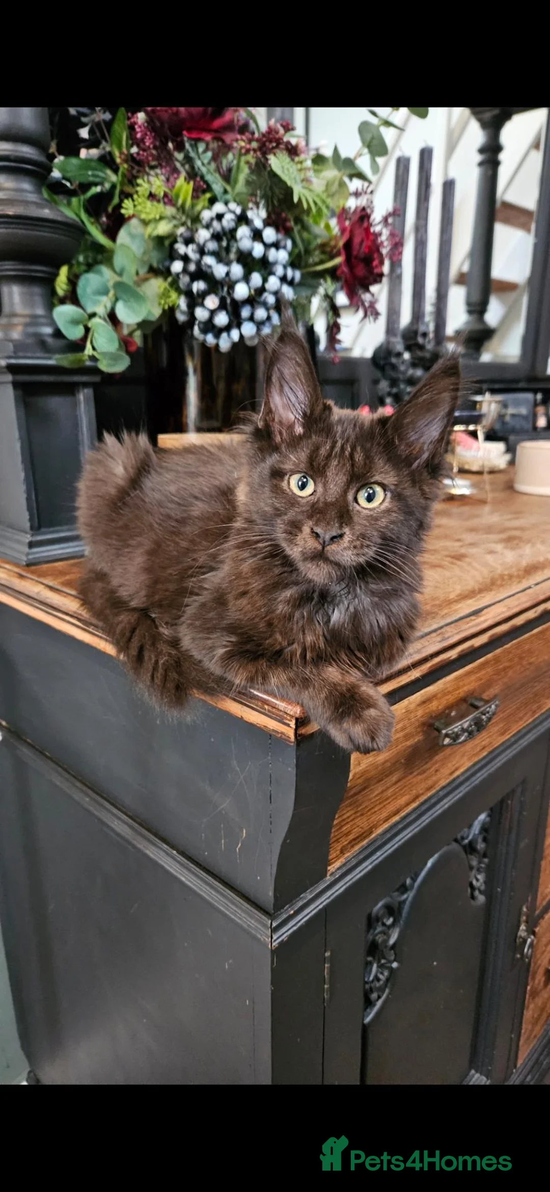 Maine Coon cats for sale: 1 year old beautiful maine coon needs quiet home in Wigton - Advert 2
