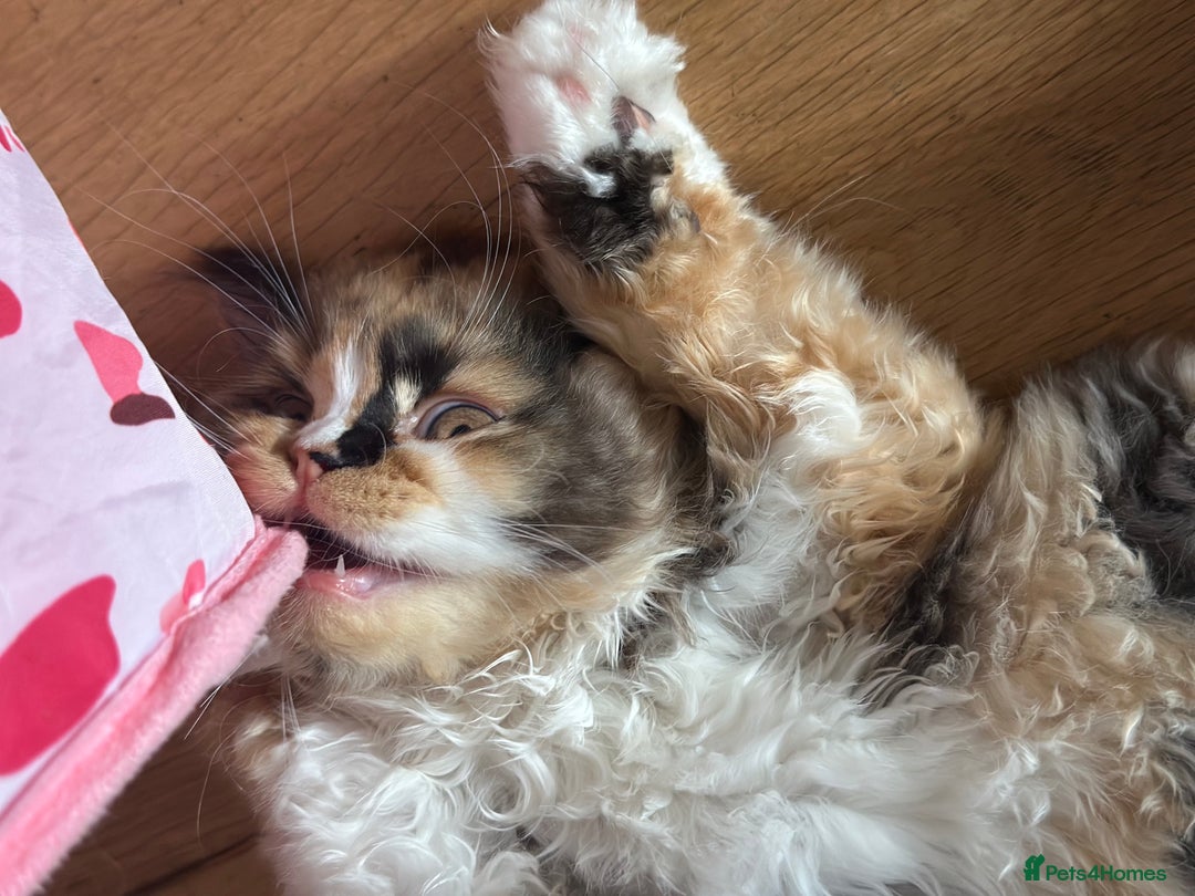 British Longhair cats for sale: Champion line PEDIGREE BLH/BSH kittens 🩵🩷💙 - Image 17