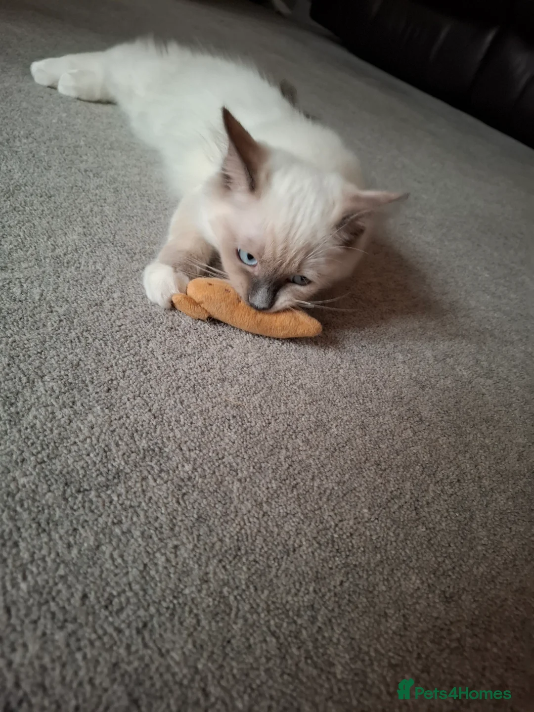 Ragdoll cats for sale: Beautiful male (pure) sealpoint ragdoll kitten  - Advert 2