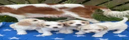 Cavachon dogs for sale: Cavachon puppies - Advert 5