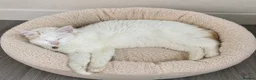 Mixed Breed cats for sale: Beautiful Long Haired Kittens  in Northampton - Advert 4