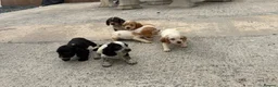 Cocker Spaniel dogs for sale: Cocker spaniel puppies  in Llanelli - Advert 8
