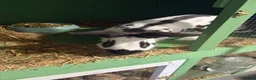 Mixed Breed rabbits for sale: Rex and English spots  - Advert 8