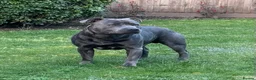 Staffordshire Bull Terrier dogs for stud: Staffordshire Bull Terrier Stud - Advert 1