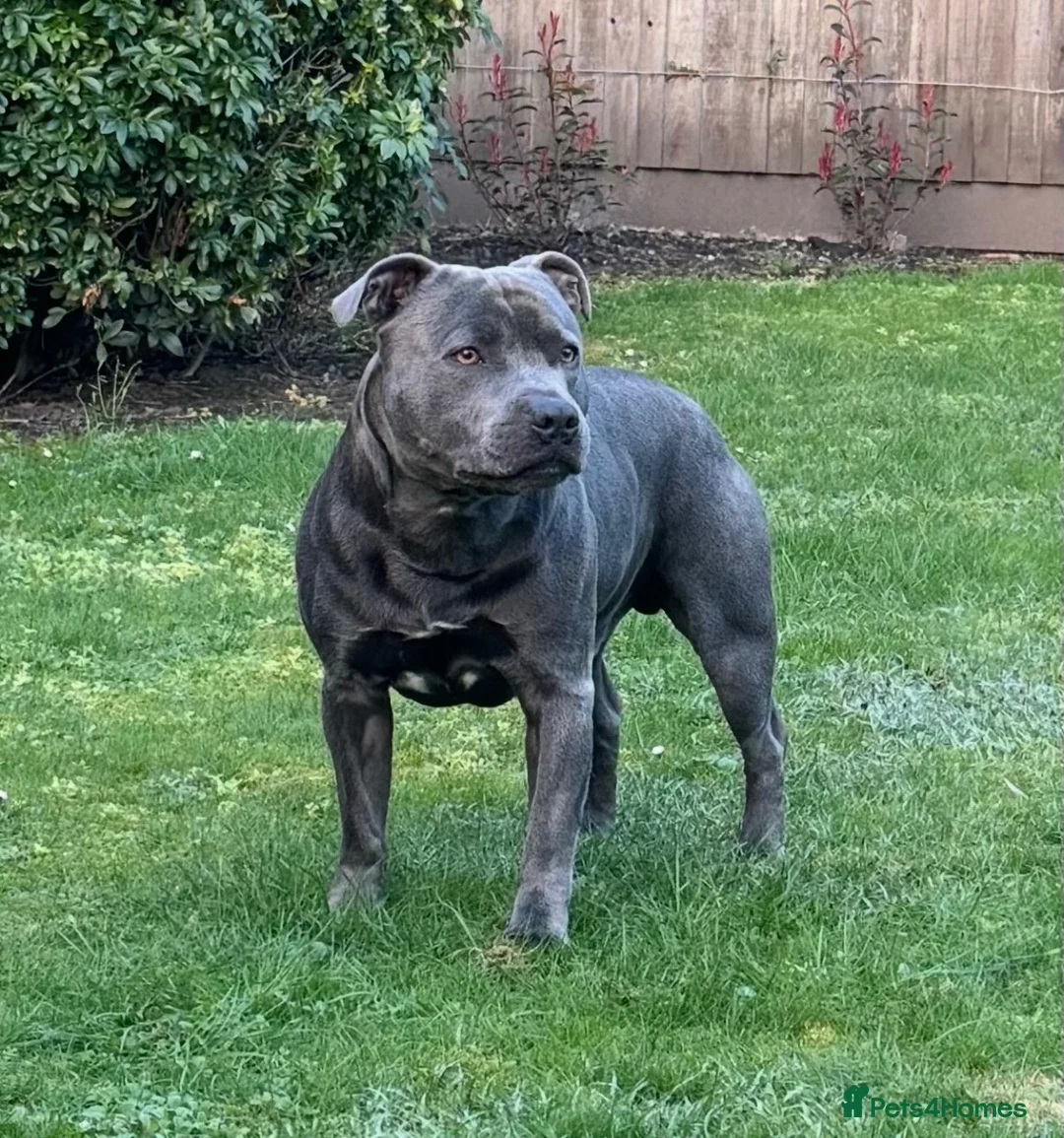 Staffordshire Bull Terrier dogs for stud: Staffordshire Bull Terrier Stud - Advert 1