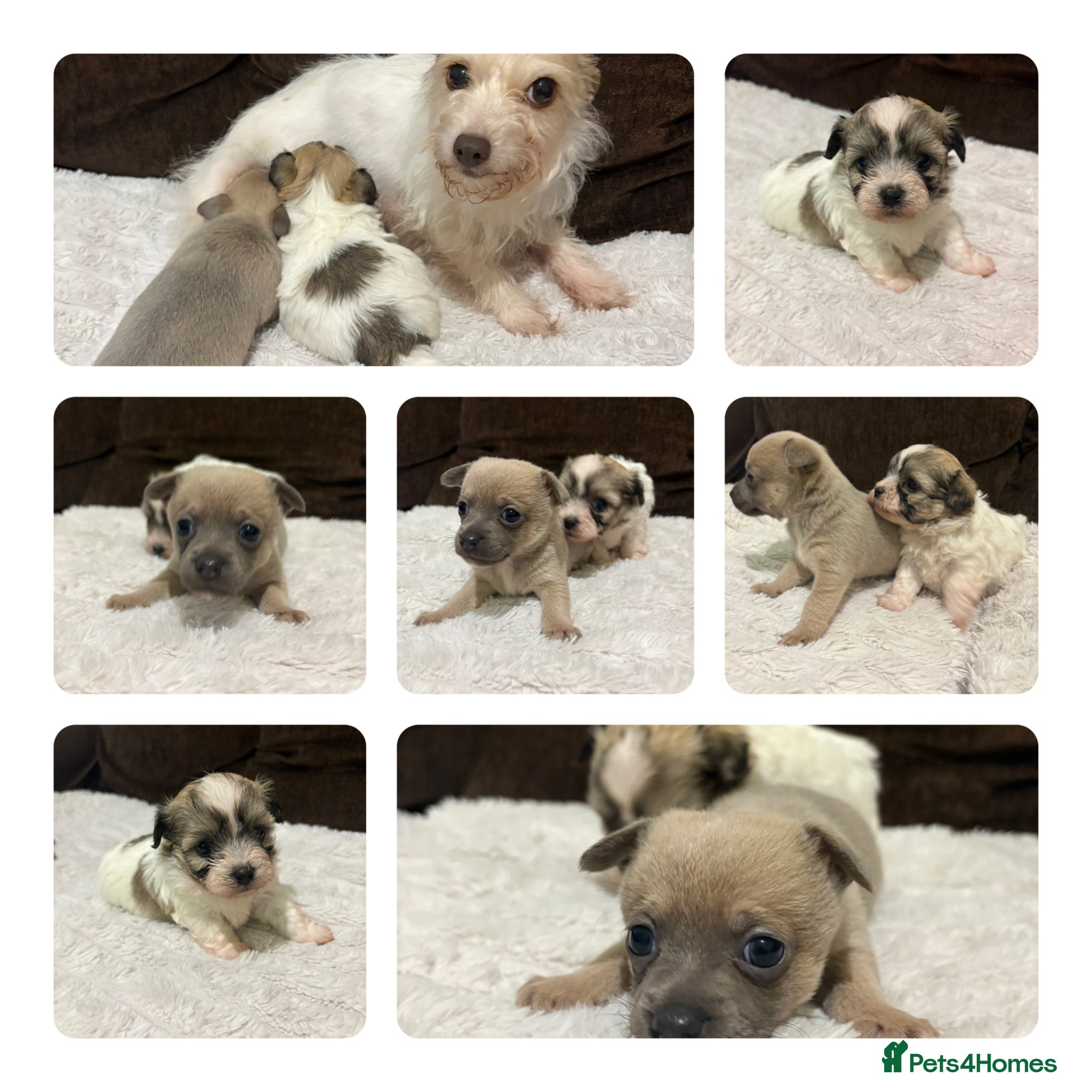 Mixed Breed dogs 🐶 Adorable Puppies - Advert 5