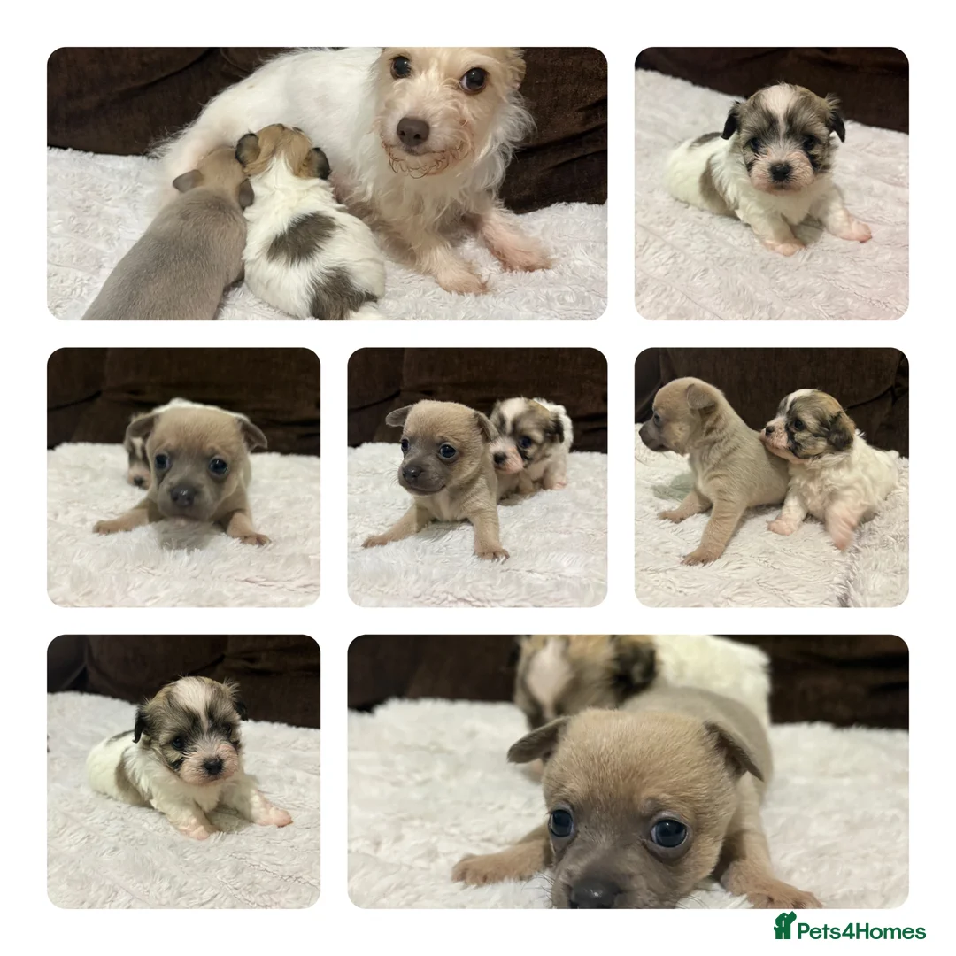 Mixed Breed dogs for sale: 🐶 Adorable Puppies - Advert 1