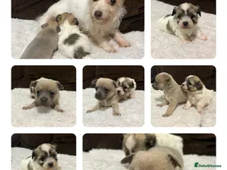 Mixed Breed dogs 🐶 Adorable Puppies - Advert 4