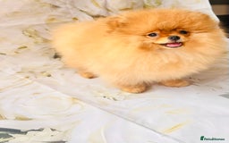 Pomeranian dogs for sale: 💗Last girl left! Royal Orange Pomeranian Pedigree - Image 34