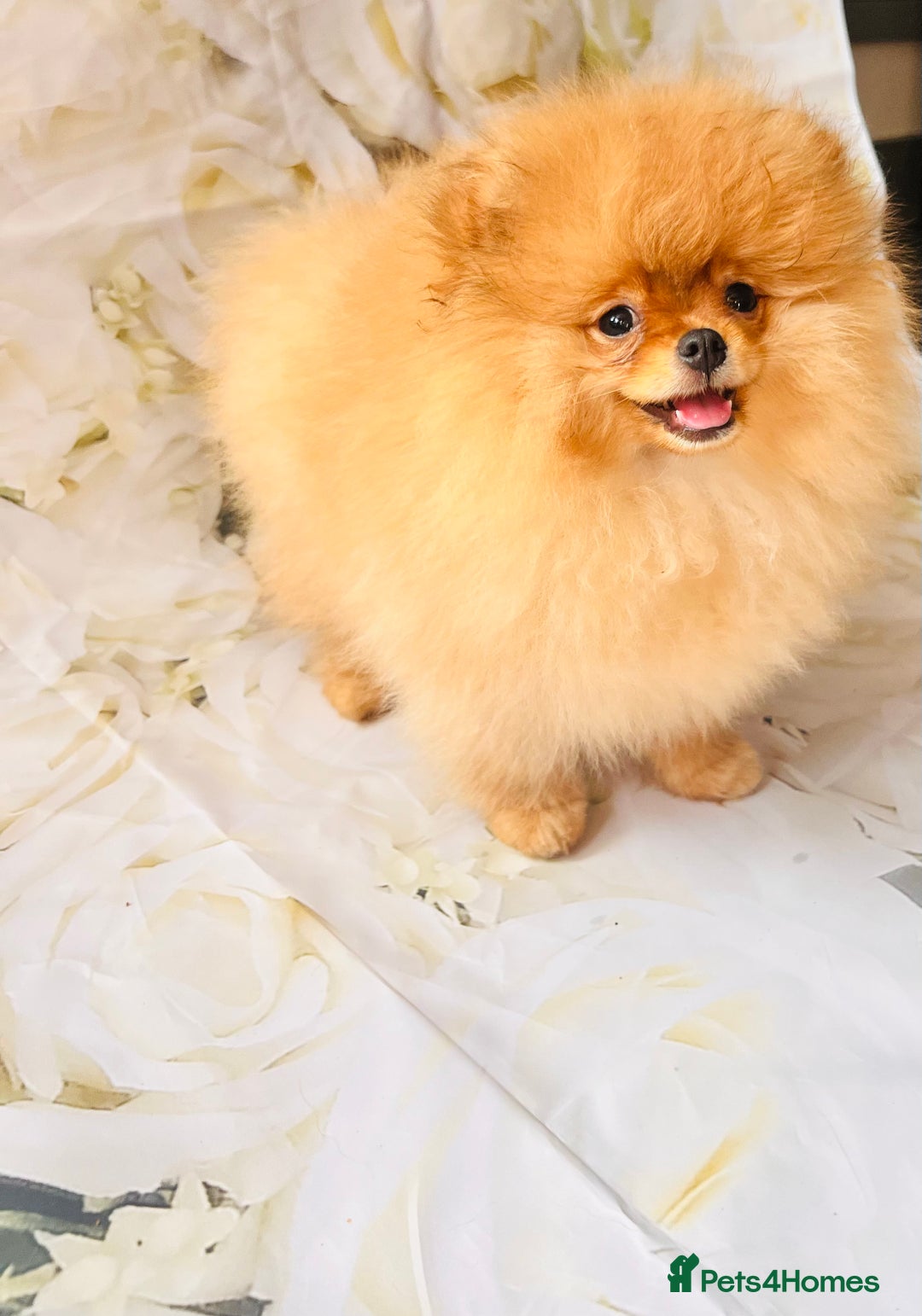 Pomeranian dogs for sale: 💗Last girl left! Royal Orange Pomeranian Pedigree - Image 34