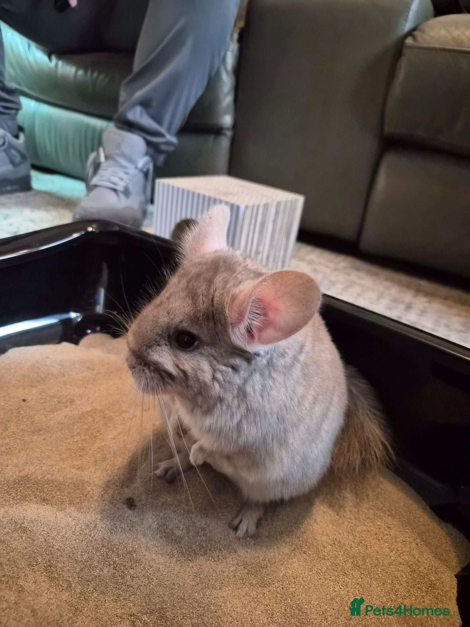 Chinchilla rodents Female chinchilla with cage  - Advert 1